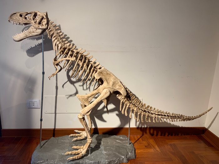 Groot Replica T. Rex staand skelet - - Tyrannosaurus rex - 120×45×170 cm