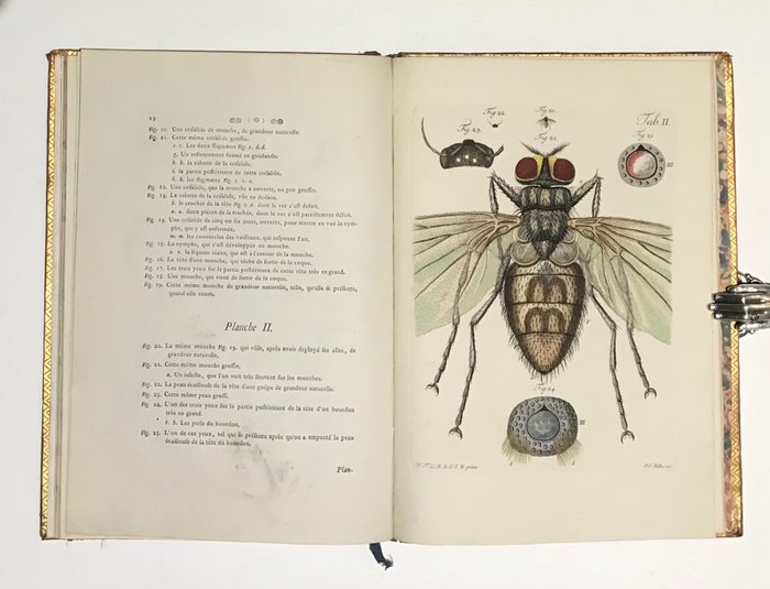 Jean Christofle Keller - Histoire de la mouche commune de nos appartemens - 1756