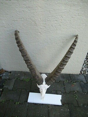 大型高山高地山羊奖杯 - - Capra ibex - 70×70×70 cm