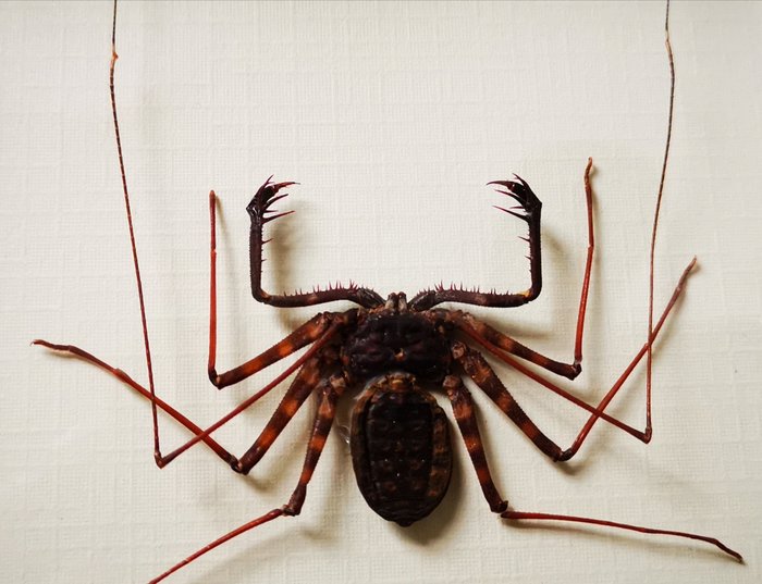 鞭蜘蛛，又名无尾鞭蝎 影盒 - Damon diadema - 0×17×17 cm - Nvt.