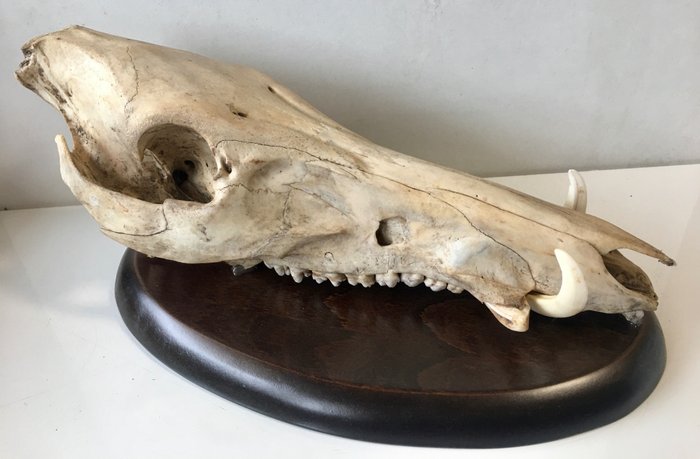 Wildschwein Schädel auf Schild - Sus scrofa - 15×20×37 cm