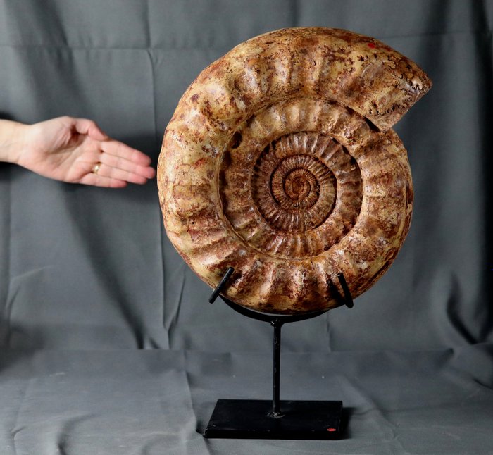 Ekstra stor størrelse ammonit - med gratis brugerdefineret stativ - - Kranaosphinctes roedereri ( 33 cm )