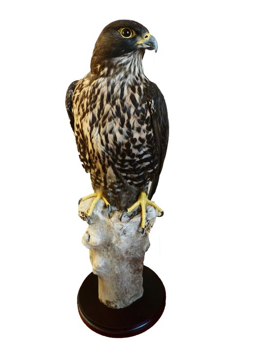 Finest Saker x Gyr Falcon Hybrid – Museum-quality work – – Falco rusticolus x Falco cherrug – with full CITES Article 10 (Commercial Use) – 66×25×20 cm
