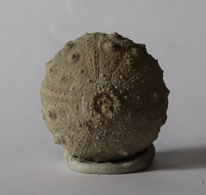 Oursin fossile rare - Très belle conservation -  - Gymnocidaris agassizi ( 4.2 cm )