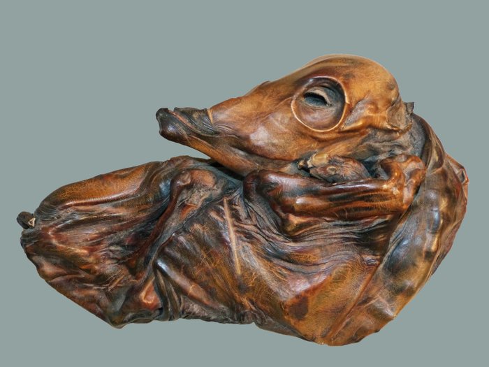Mummified Calf Foetus – “Stone Fruit” Droog geconserveerd – Bos taurus – 10×17×27 cm