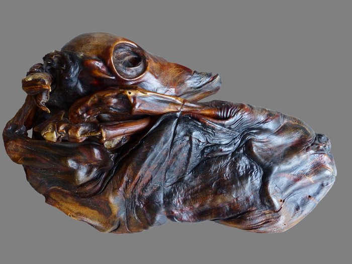 Feto di vitello mummificato - "Frutto di pietra" Conservato a secco - Bos taurus - 10×17×27 cm