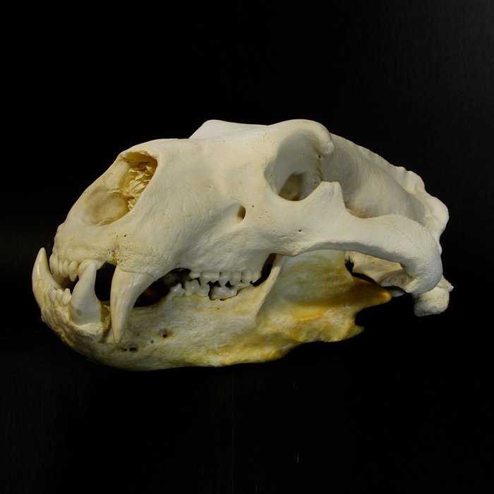 很大的北极熊头骨 - Ursus maritimus - 390×270×200 mm - 13CA00316/CWHQ