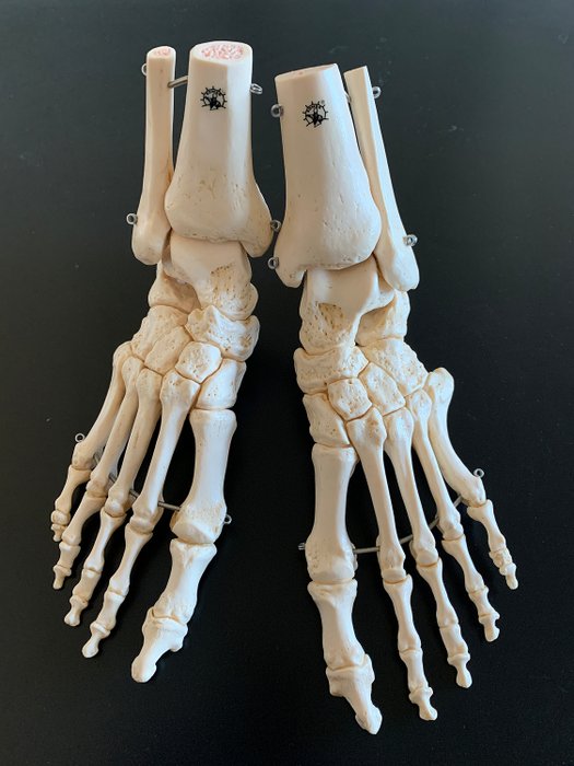 SOMSO - 解剖模型, 脚骨架 (2) - 塑料