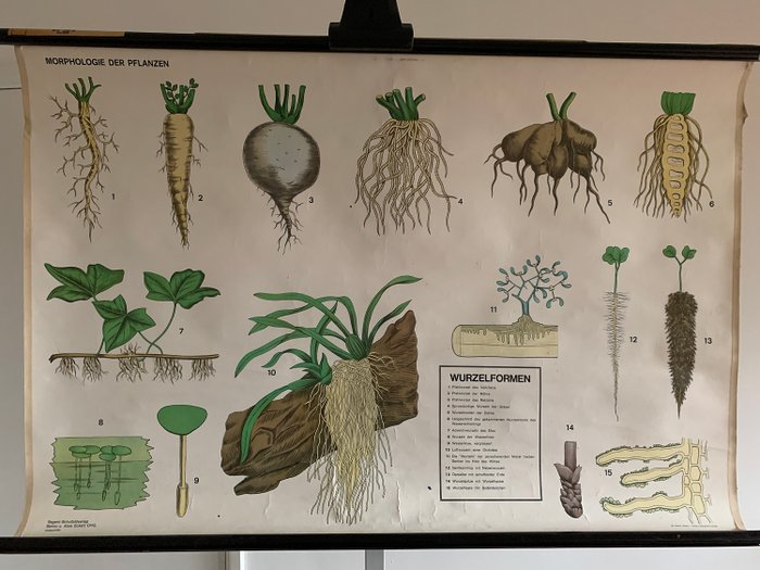 Vallardi - School board root species - Linen
