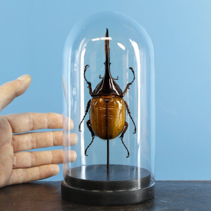 Escarabajo Hércules En caja de vidrio - Dynastes hercules - 205×100×100 mm