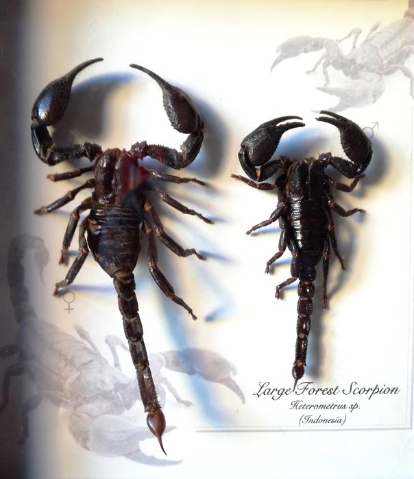 Forest Scorpions - adult pair - in illustrated frame - Heterometrus spinife...