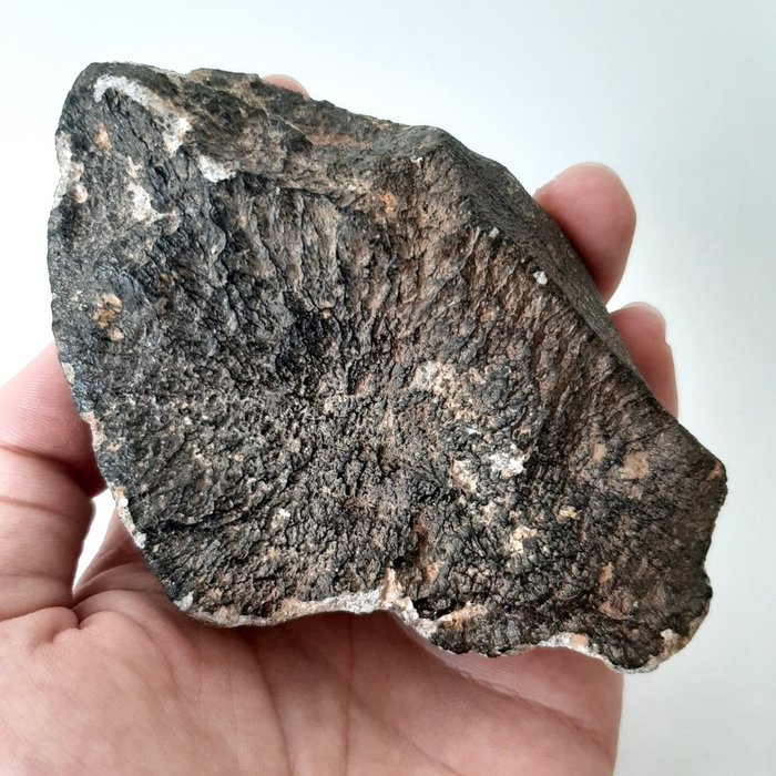 帶有流線的Eucrite隕石。 小行星維斯塔的岩石 - 451 g