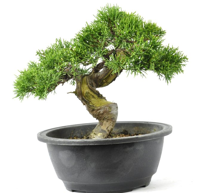Juniperus Chinensis Itoigawa - 190×230 mm - Japán