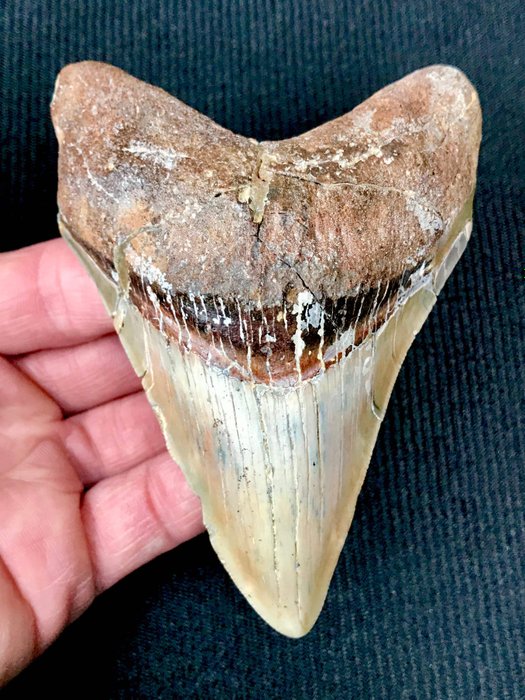 秘鲁巨齿鲨 - 牙 - 4.5" - Carcharocles megalodon