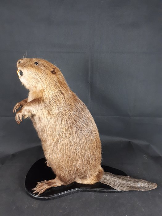Large, erect Eurasian Beaver – impressive mount – Castor fiber – 55×20×55 cm
