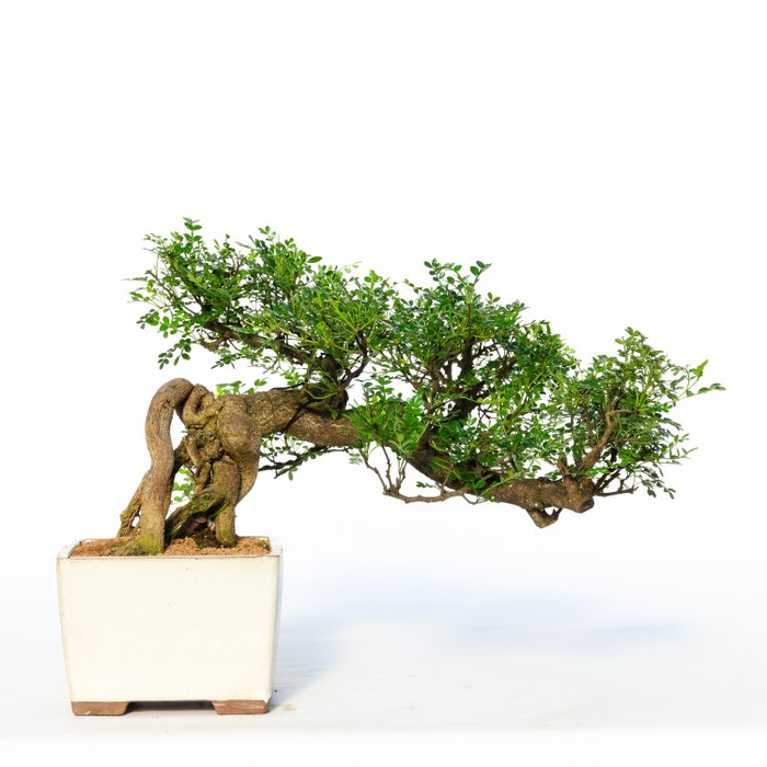 Chinese pepper bonsai (Zanthoxylum) - 21×45 cm - Kína