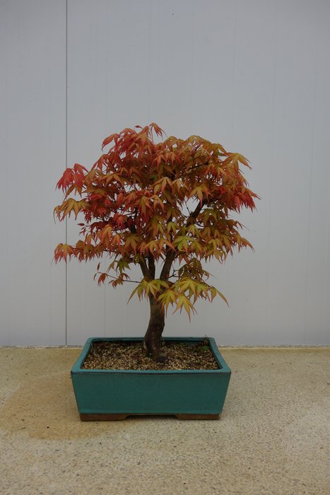 Japanese Maple Bonsai Acer Palmatum 38 32 Cm Korea Catawiki