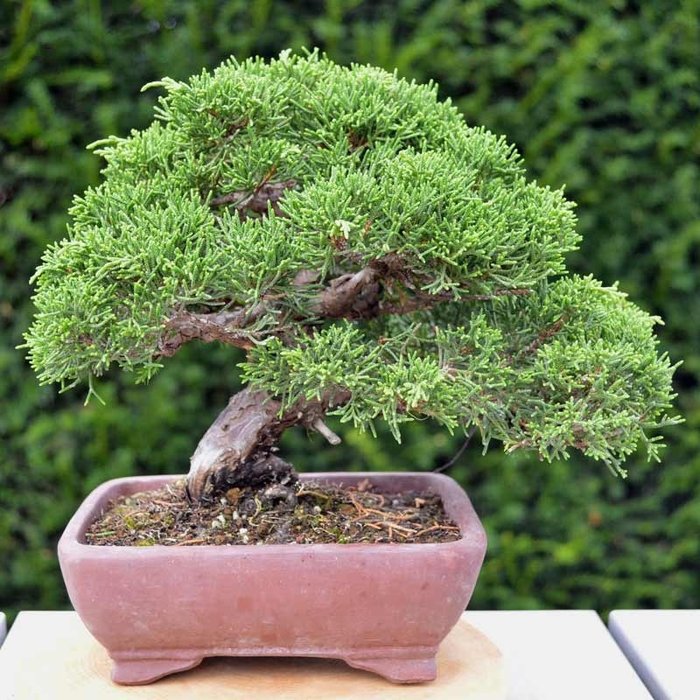 Juniper bonsai (Juniperus) - 16×23 cm - Japán