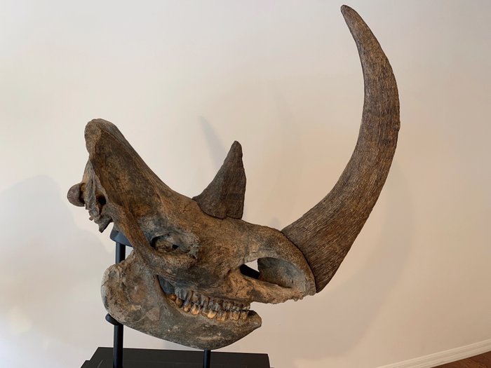 Kompletna i efektowna wełniana czaszka nosorożca - - z pełnym uzębieniem, replika żywicy Rogi - na zdejmowanym niestandardowym stojaku - Coelodonta antiquitatis - 187×38×99 cm