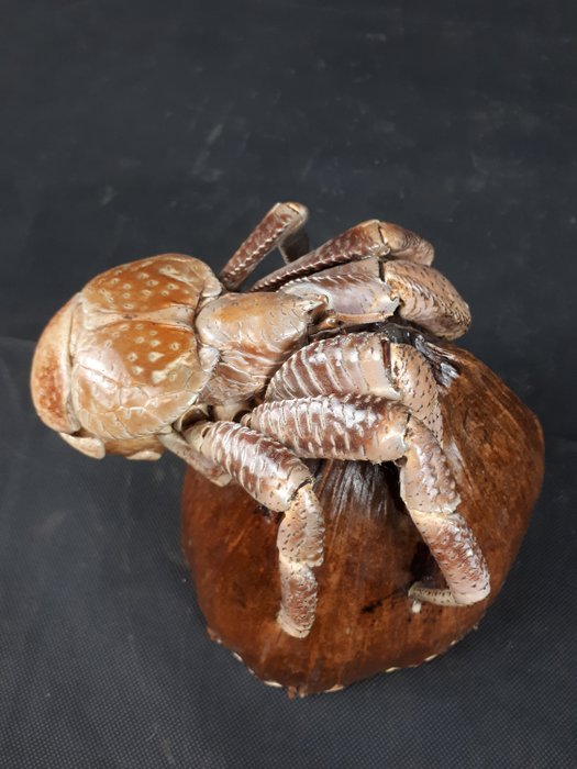 Coconut Crab mounted on halved and polished Coconut Shell - - Catawiki
