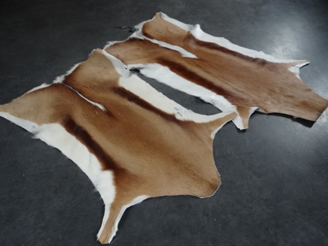 African springbok skins - 小地毯 - 80 cm - 40 cm