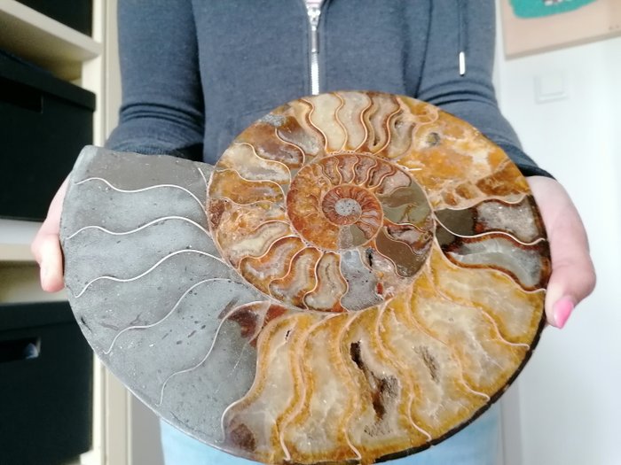 Skuren och polerad Ammonit - med stativ - Cleoniceras sp. - 26.4×3×22.5 cm