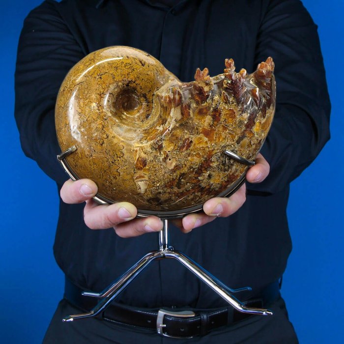 Kauniisti kiillotettu ja esitelty Ammonite - ruostumattomasta teräksestä valmistettuun kolmijalkaan - Phylloceratidae - 23×17×12.5 cm