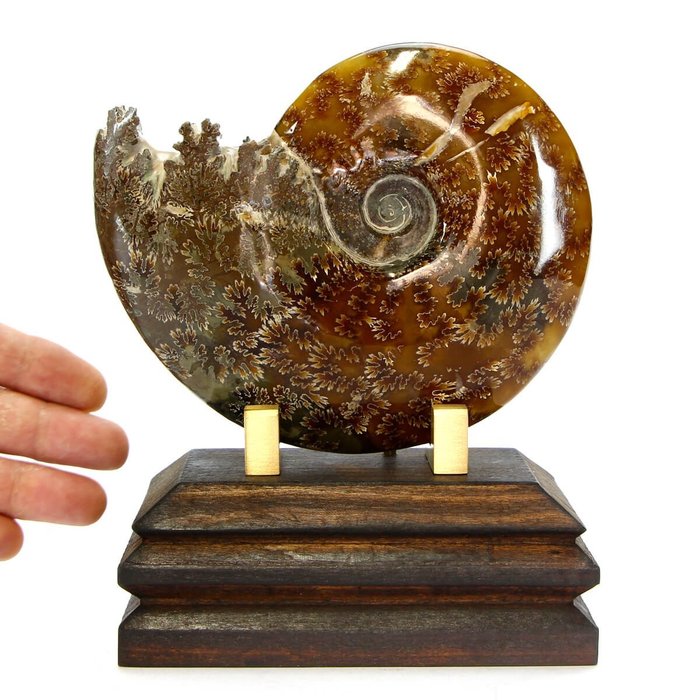 Ammonit på træbund - Forstenet dyr - Aioloceras (Cleoniceras) sp.