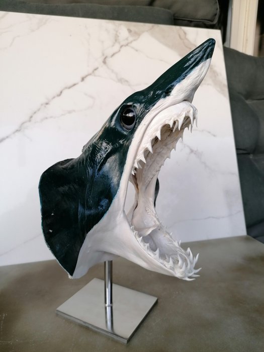 Gran cabeza de tiburón Mako en soporte personalizado - Isurus oxyrinchus - 27×37.3×22 cm