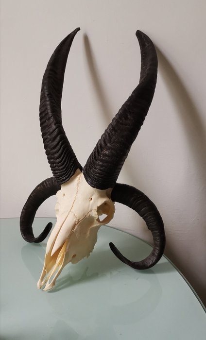 Jacob Sheep Skull - - Ovis aries aries - 52×0×30 cm