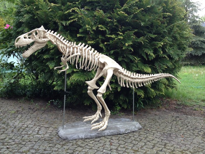 Très gros squelette de dinosaure T-Rex longueur 190 cm - Plastique