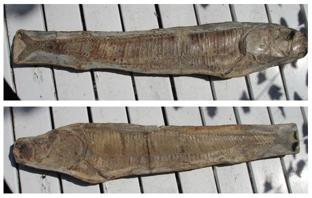 Peixes predadores fósseis - Vinctifer (Aspidorhynchus) comptoni