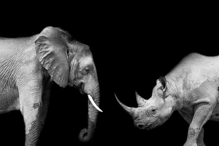 Marco Simoni - “The ivory game” BIG FORMAT