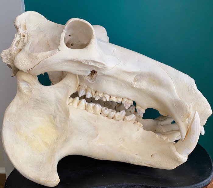 Flodhest Kranie - Hippopotamus amphibius - 49×42×63 cm