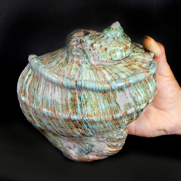 Large Green Turban Sea Snail Shell - - Turbo marmoratus - 175×165×120 mm