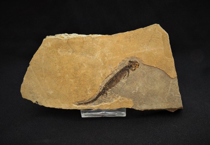 Branchiosaur Amphibians - On original matrix - Apateon pedestris - 14×7.3×1 cm