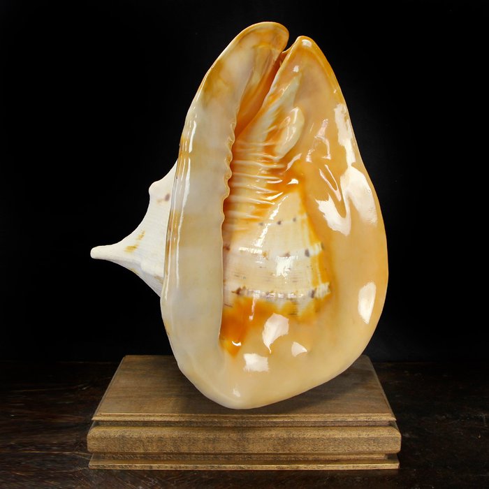 Casque à cornes extra large, alias casque géant - Coquille d'escargot de mer Coquillage marin - Cassis Cornuta -  380×300×230 mm