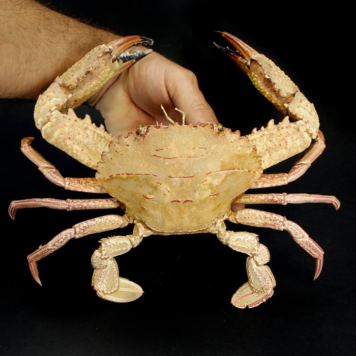 Ridged Swimming Crab - Charybdis natator - 240×230×90 mm