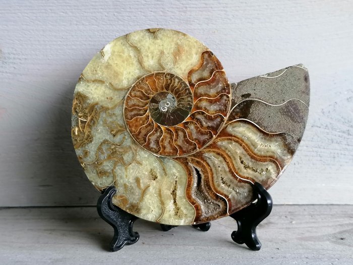 斑彩螺 - 带支架抛光亚mon石化石 - Ammonites sp. - 14.8×12.2×1.5 cm