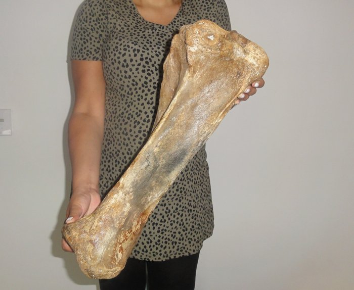真猛玛象 - 胫骨 - Mammuthus primigenius