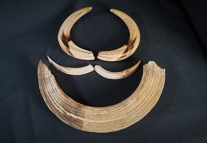 大型古董河马牙，有疣猪的牙齿 - Hippopotamus amphibius and Phacochoerus africanus - 6×0×66 cm