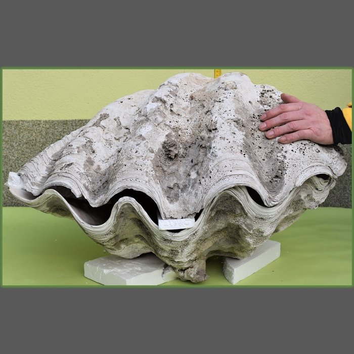harvinainen kivettynyt jättiläinen simpukka - molemmat puolet, lukolla ja lihasvedolla - Tridacna gigantea - 78×50×46 cm