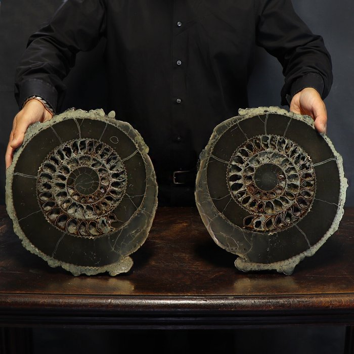Ammonit - Paar schwarze pyritisierte Hälften - Speetoniceras sp. - 34×31×9 cm