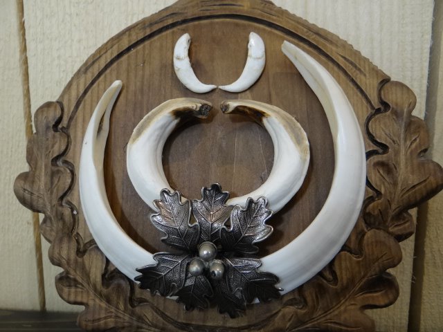 Wildschwein Tusk Trophy auf luxuriös geschnitzter Wandtafel - - Sus scrofa - 24×24×3 cm