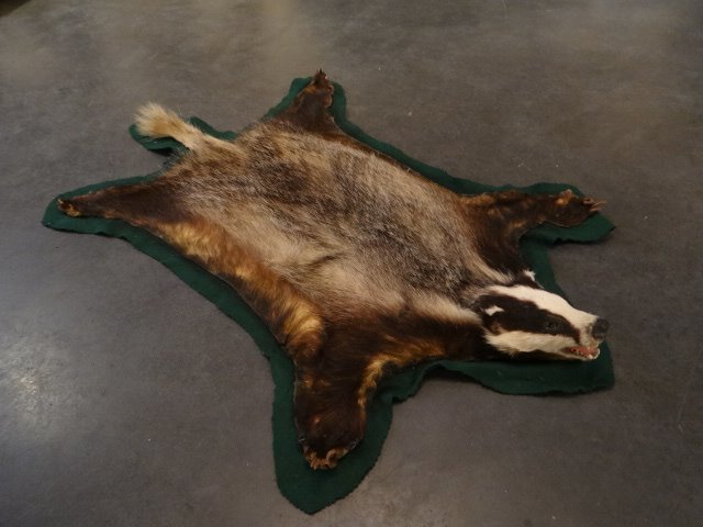 獾 連帶頭部的皮膚 - meles meles - 70×100×2 cm - 1