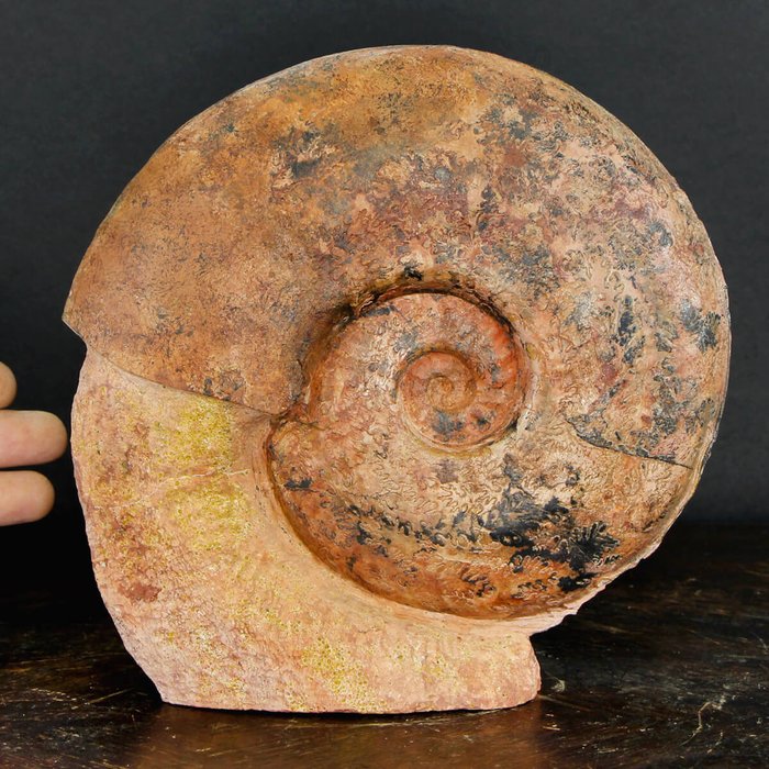 Red Ammonite on Matrix - Esericeras Eseri - Lyon - 200×195×42 mm