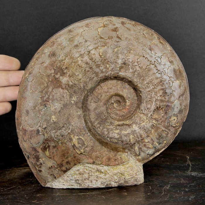 Fin ammonit - tvåfärgade suturlinjer - Fossilt fragment - Esericeras Eseri (200 mm !!! ) - 205 mm - 193 mm