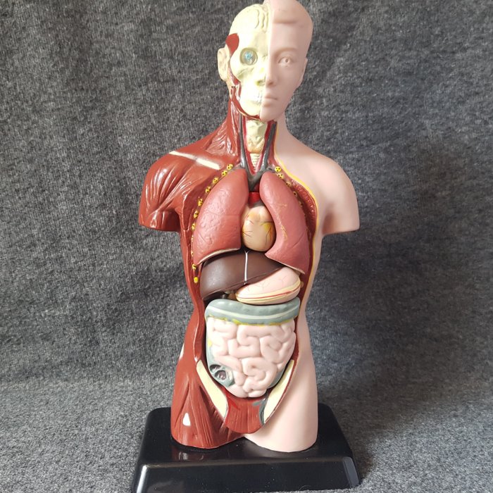 Modelo anatômico humano vintage - macho adulto - - - 26.5×13×8 cm