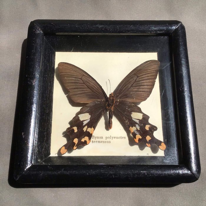 Vlinder Droog geconserveerd - Byasa polyeuctes termessus - 15×15×3 cm - 0 - 1