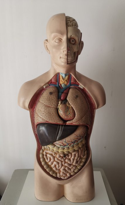 Buste torse médical didactique anatomique (1) - Plastique
